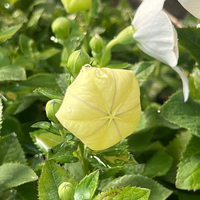 Platycodon grandiflorus 'Astral White'